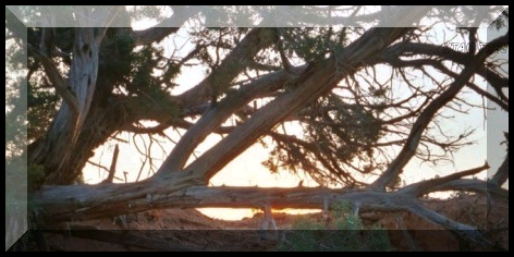 branches